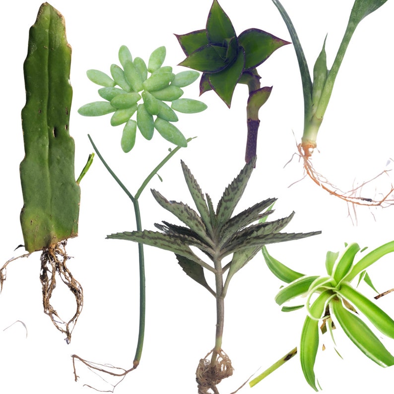 Succulent & Houseplant Cuttings Pack – 5 Varieties