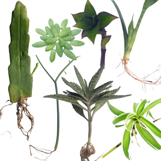 Succulent & Houseplant Cuttings Pack – 5 Varieties