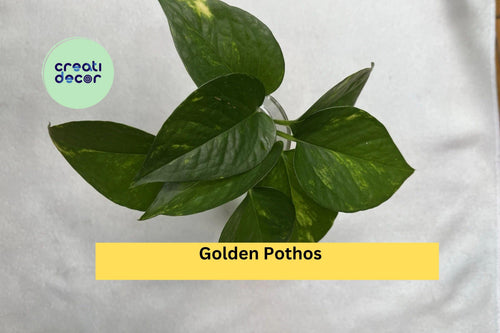 Golden Pothos Cuttings – Set of 4 Live Rooted Vines