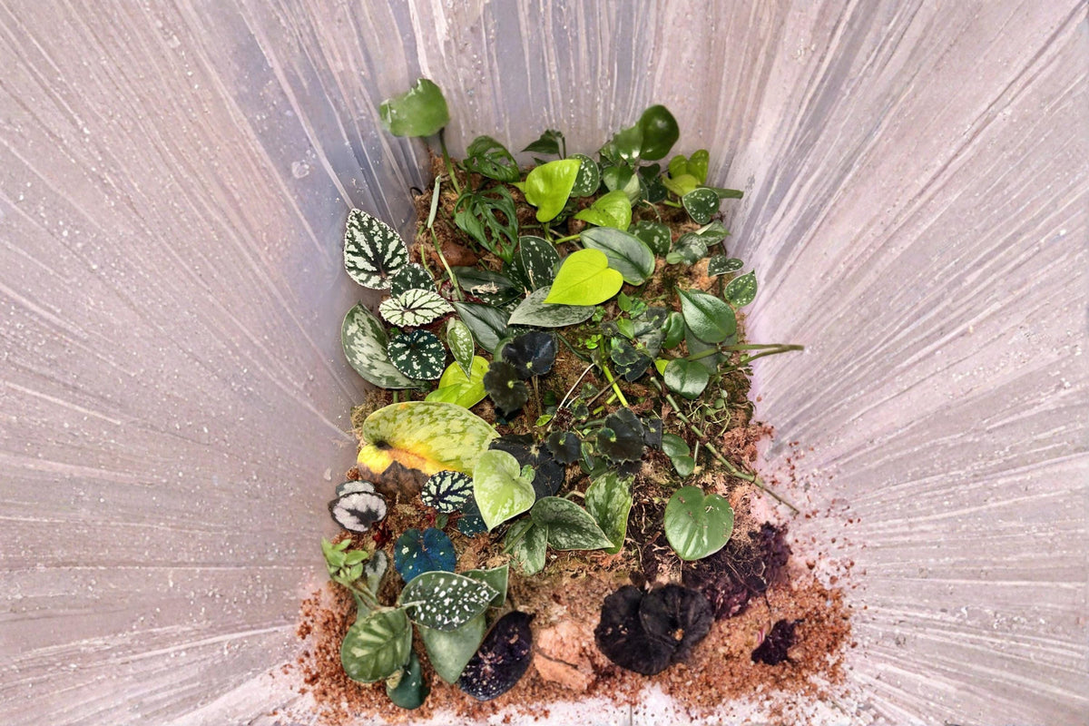 Plant Cuttings Propagation Box – 10+ Succulents & Tropical Varieties