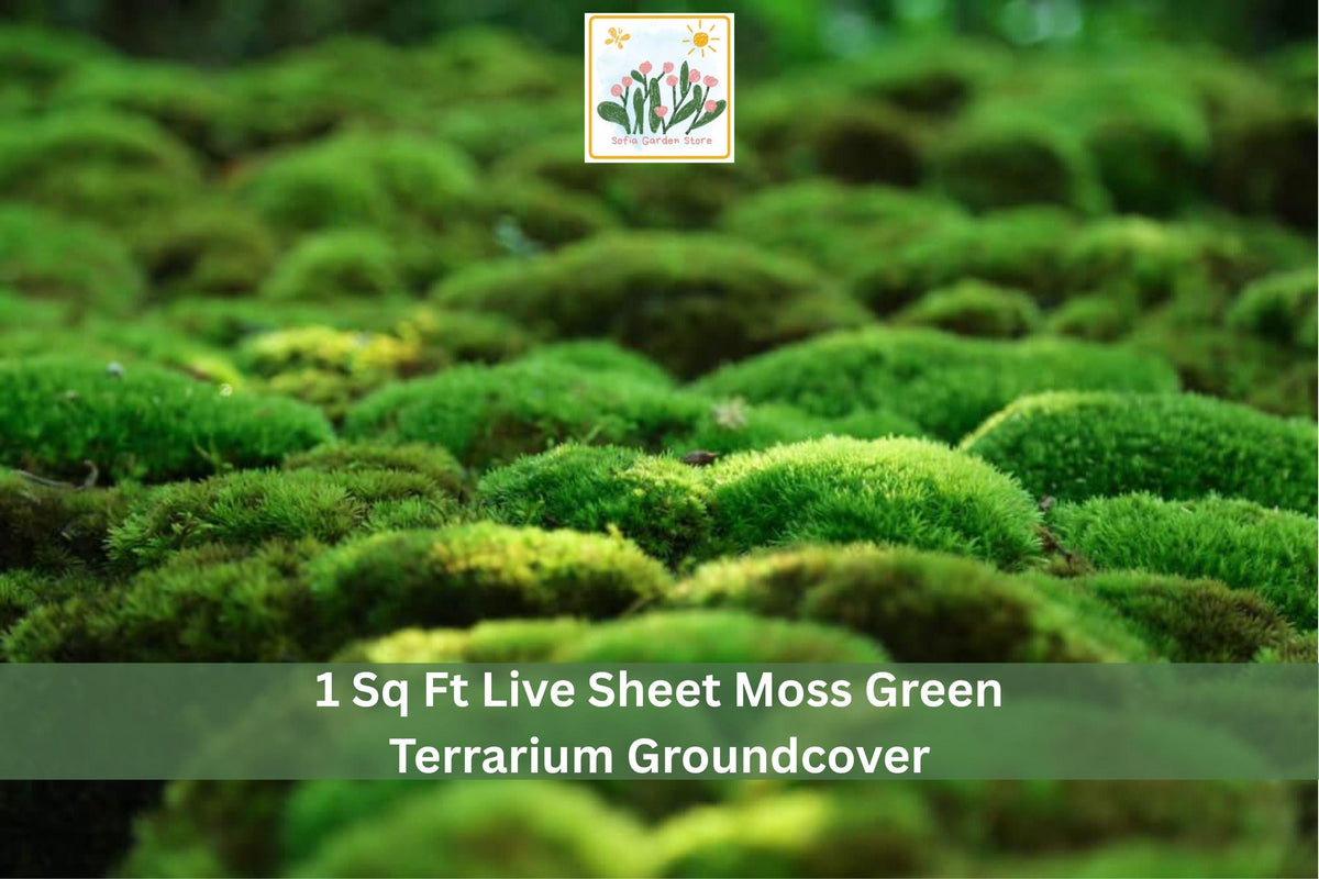 Live Sheet Moss – 1 sq ft Natural Groundcover for Terrariums & Gardens