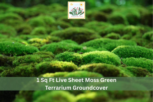 Live Sheet Moss – 1 sq ft Natural Groundcover for Terrariums & Gardens