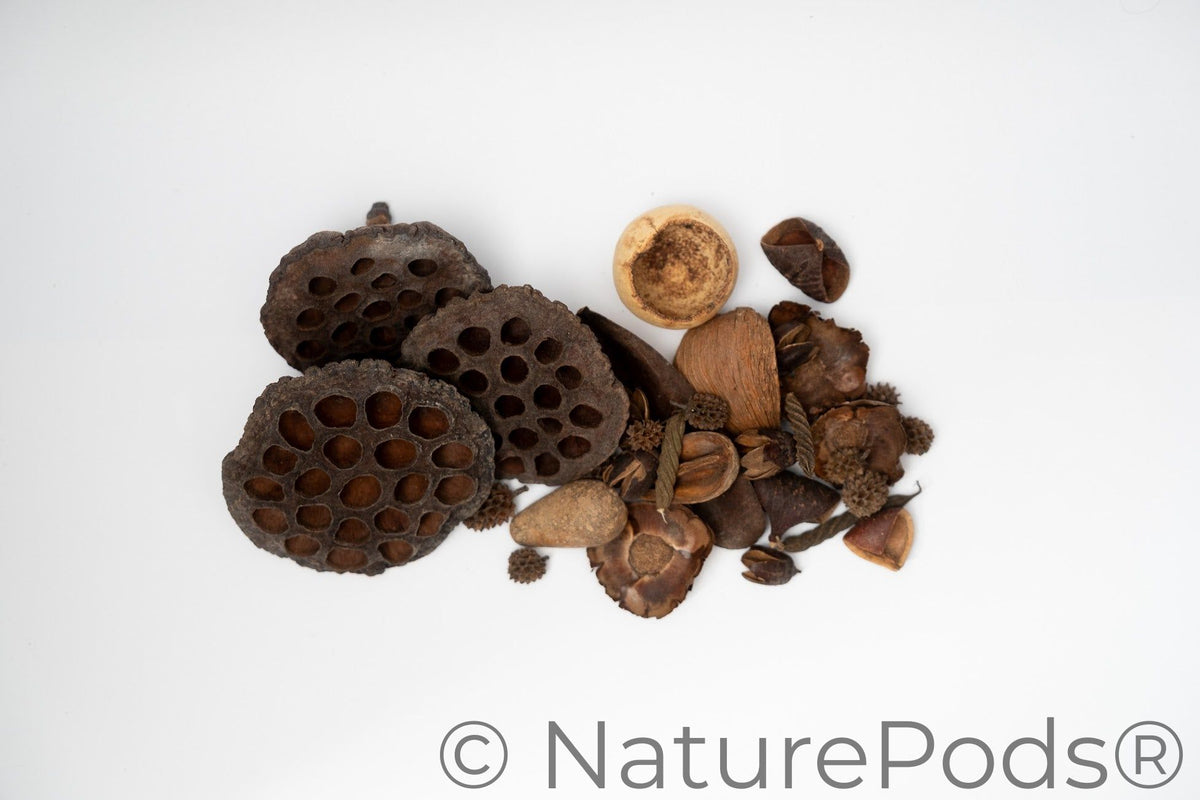 Botanical Seed Pod Variety Pack - 33 Pieces