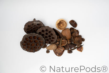 Botanical Seed Pod Variety Pack - 33 Pieces