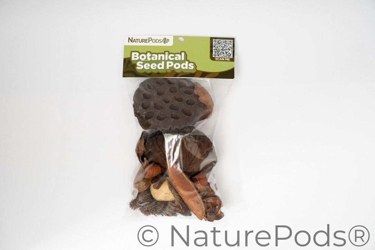 Botanical Seed Pod Variety Pack - 33 Pieces