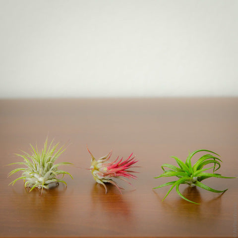 Tillandsia Ionantha Air Plants – Bulk Pack (3, 5, or 10)