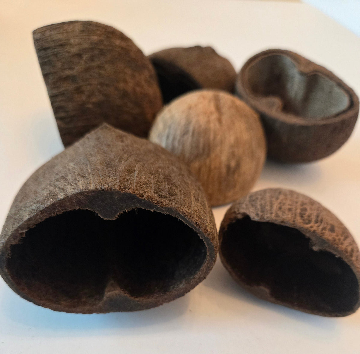 Palm Pod