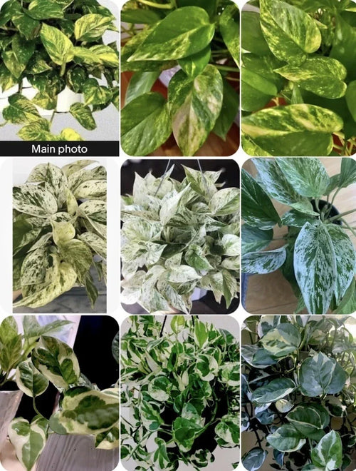 Pothos Trio – Marble Queen, N'Joy & Golden Pothos in 3-Inch Pots