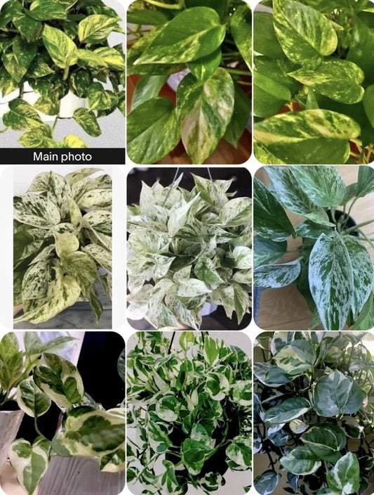 Pothos Trio – Marble Queen, N'Joy & Golden Pothos in 3-Inch Pots